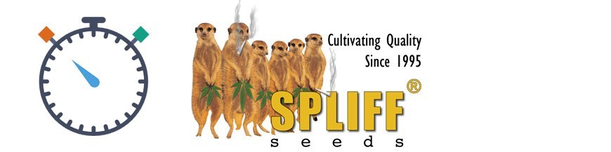 Spliff Seeds Auto Floraison