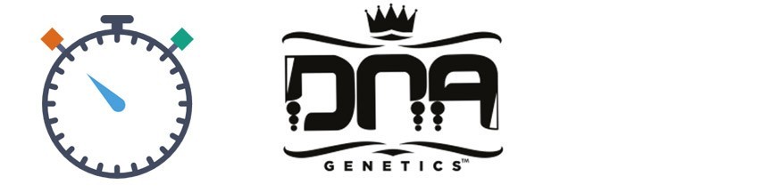 DNA Genetics Autoflowering