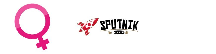 Sputnik Seeds Feminizadas