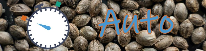 Autoflowering Seeds