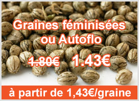 Acheter graines de cannabis