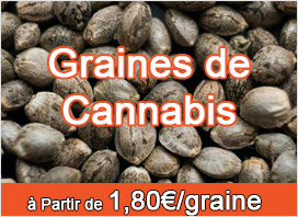Acheter graines de cannabis